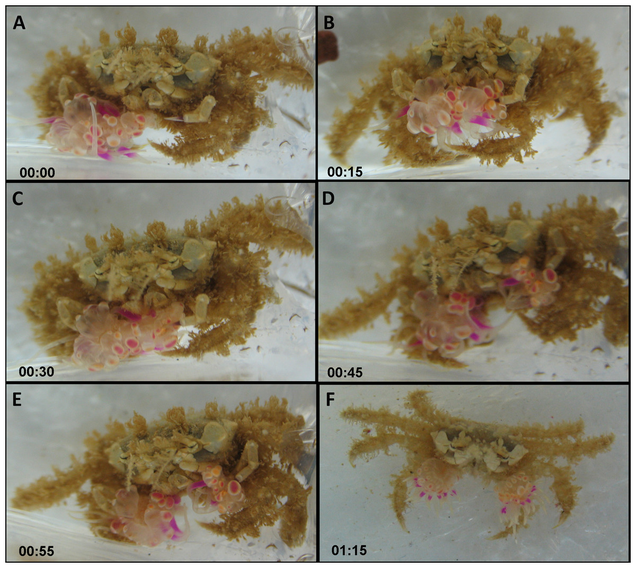 Splitting an anemone (Image: Yisrael Schnytzer et al)